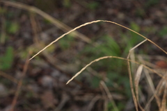 Elymus caninus