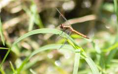 Erythrodiplax basifusca