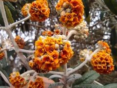 Buddleja incana