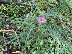 Cirsium tatakaense
