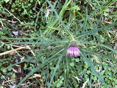 Cirsium tatakaense