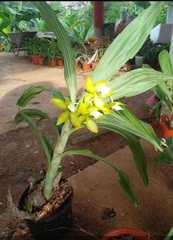 Cycnoches