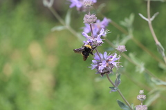 Bombus crotchii