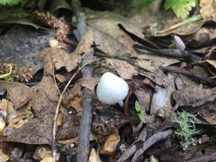 Coprinopsis marcescibilis