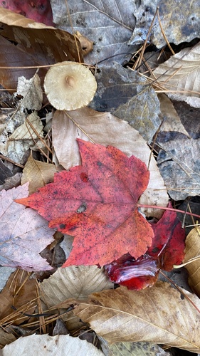 Acer rubrum