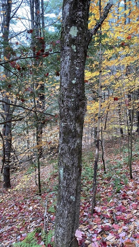 Acer rubrum