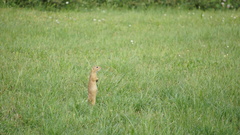 Spermophilus citellus