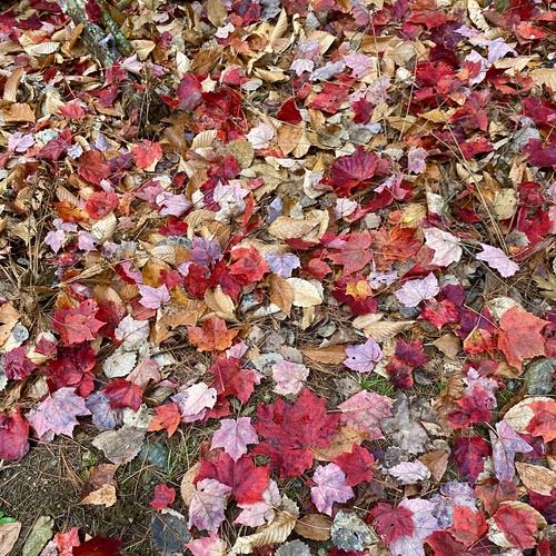 Acer rubrum