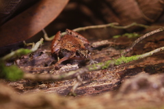 Microhyla nepenthicola