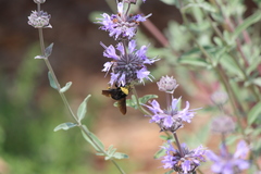 Bombus crotchii