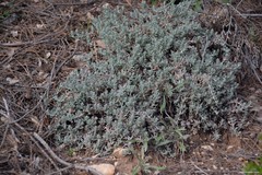 Teucrium gnaphalodes