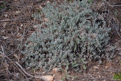 Teucrium gnaphalodes