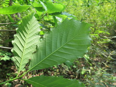 Quercus aliena