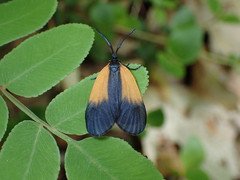 Pyromorpha dimidiata