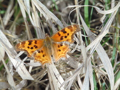 Polygonia satyrus