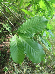 Quercus aliena