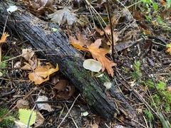 Entoloma holoconiotum