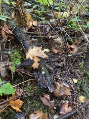 Entoloma holoconiotum