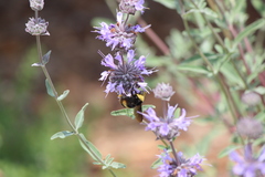 Bombus crotchii