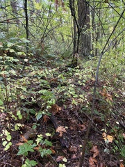 Entoloma holoconiotum