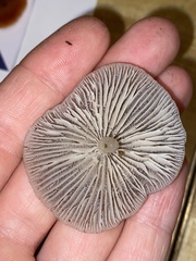 Entoloma holoconiotum