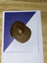 Entoloma holoconiotum