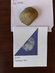 Entoloma holoconiotum