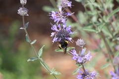 Bombus crotchii