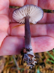 Entoloma largentii