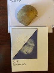 Entoloma holoconiotum