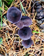 Entoloma largentii