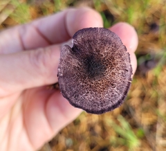 Entoloma largentii