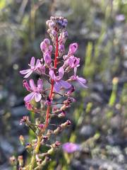 Stylidium araeophyllum