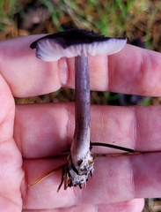 Entoloma largentii