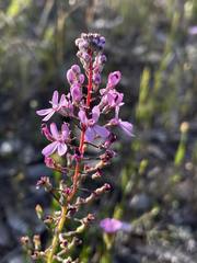 Stylidium araeophyllum