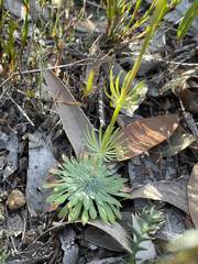 Stylidium araeophyllum