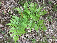 Osmunda japonica