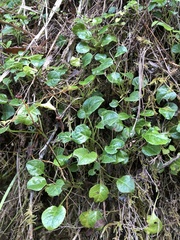 Pyrola morrisonensis