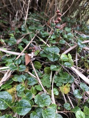 Pyrola morrisonensis
