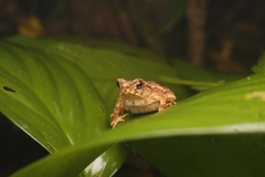 Ingerophrynus divergens