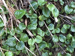 Pyrola morrisonensis