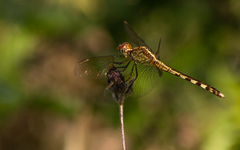 Erythrodiplax basifusca