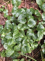 Pyrola morrisonensis