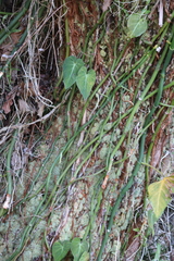 Philodendron hederaceum