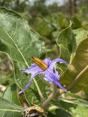 Solanum gomphodes