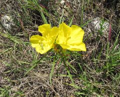 Oenothera berlandieri