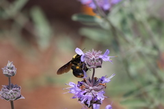 Bombus crotchii