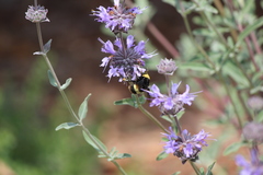 Bombus crotchii