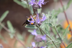 Bombus crotchii