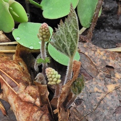 Tiarella stolonifera